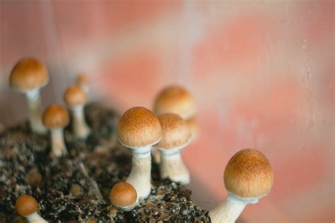 Where to Source Magic Mushroom Spores for Microdosing